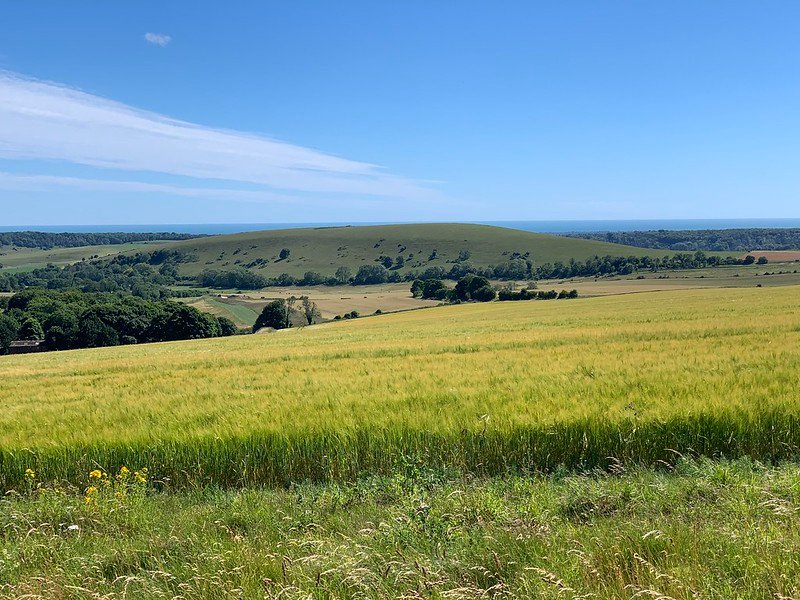 Across the whaeat filed towards the sea