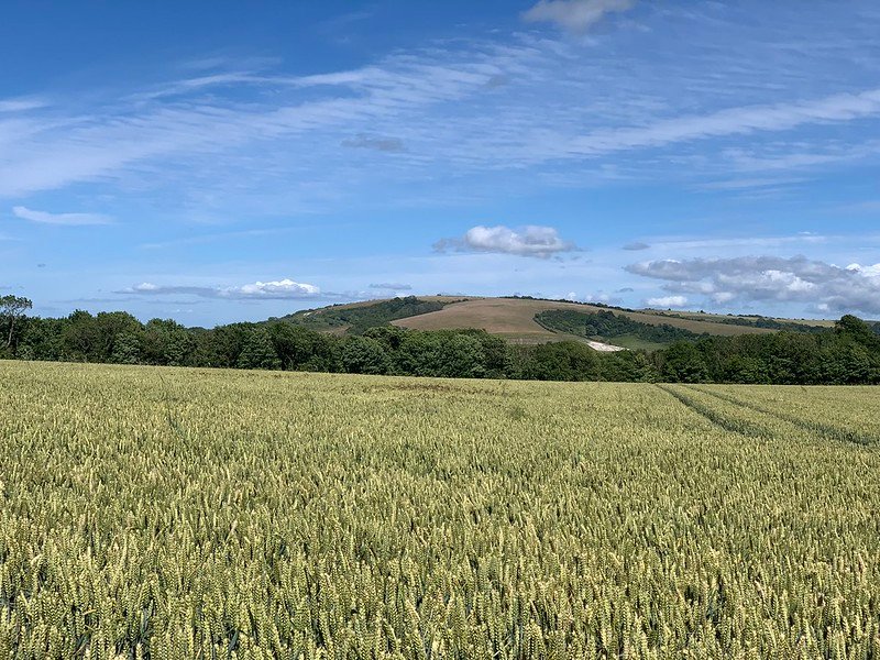 Across the Wheat towards Chanctonbury Ring